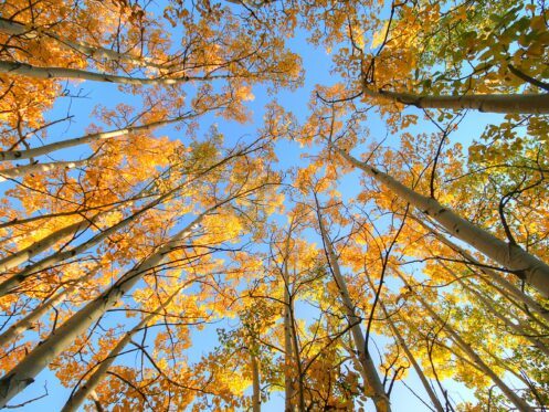 Tips For Planting Trees Near Your Home’s Septic System